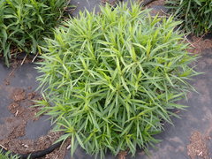 Solidago lepida salebrosa