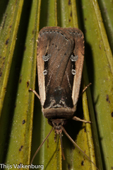 Ochropleura leucogaster