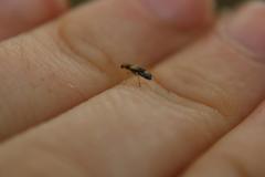 Phyllobaenus verticalis