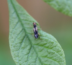 Phyllobaenus verticalis