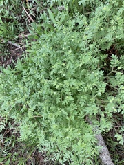 Polemonium micranthum