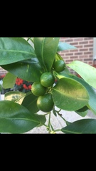 Citrus × aurantiifolia