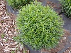 Solidago lepida salebrosa