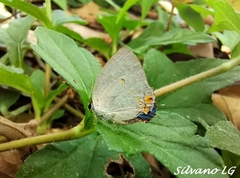 Iaspis andersoni