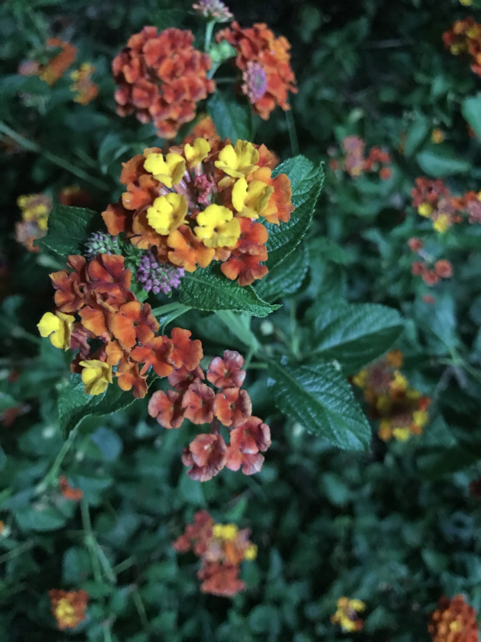 Lantana camara