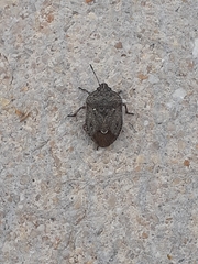 Hymenarcys nervosa