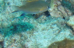 Pycnochromis vanderbilti