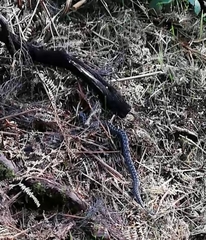 Vipera latastei
