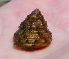 Calliostoma gemmulatum
