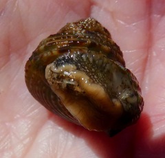 Calliostoma gemmulatum