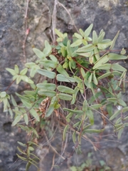 Pellaea glabella