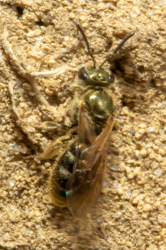 Cattell's Metallic-sweat Bee