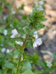 Veronica serpyllifolia