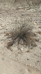 Hoffmannseggia microphylla