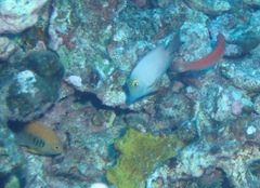 Pseudojuloides cerasinus