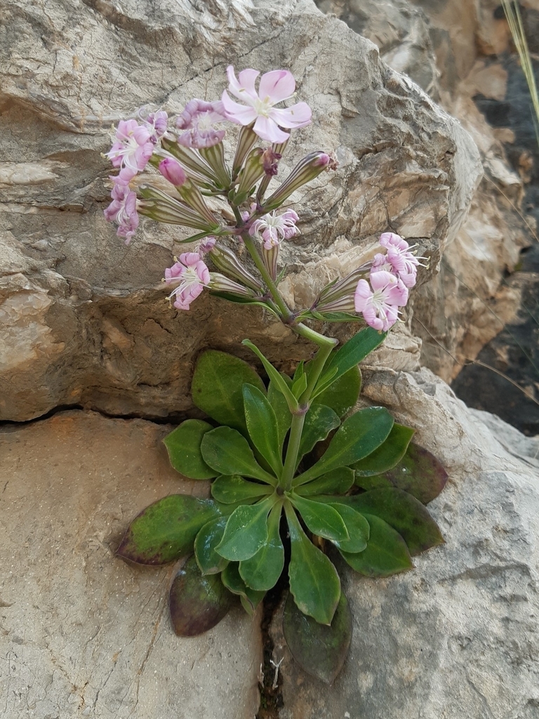 Silene de Ifach