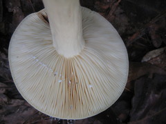 Lactifluus glaucescens