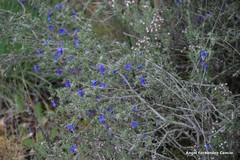 Lithodora fruticosa