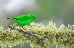 Chlorochrysa phoenicotis