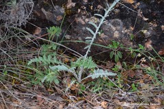 Leuzea conifera