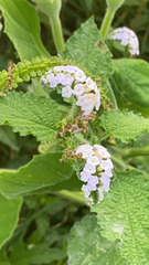 Heliotropium indicum