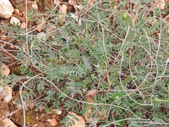 Hippocrepis scabra