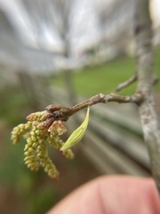 Callirhytis gallaestriatae