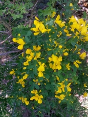 Calicotome spinosa