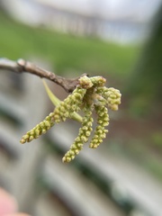 Callirhytis gallaestriatae