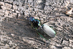 Catadromus lacordairei