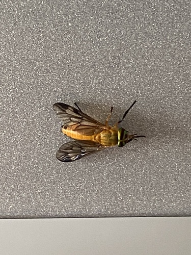 Yellow Fly of the Dismal Swamp photo 4