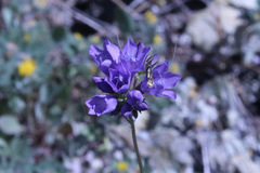 Adela singulella