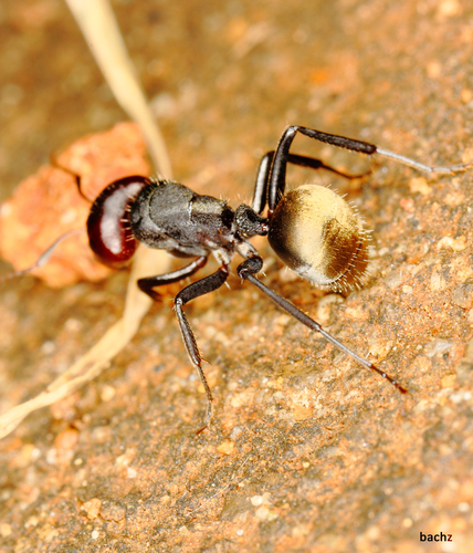 Silky Sugar ant