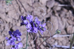 Adela singulella