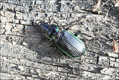 Catadromus lacordairei