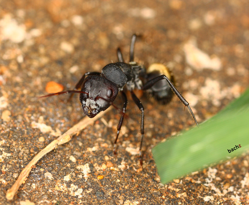 Silky Sugar ant