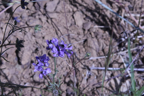 Adela singulella photo 2