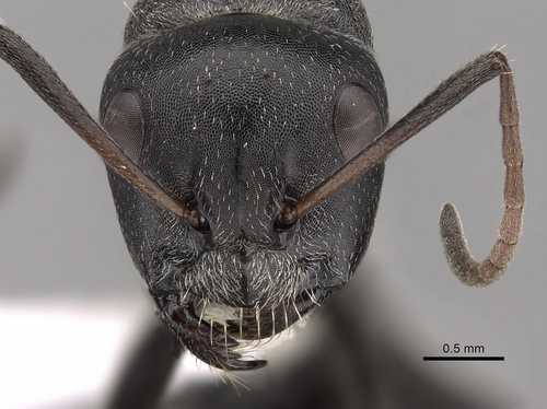 Silky Sugar ant