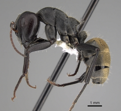 Silky Sugar ant