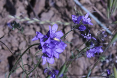 Adela singulella