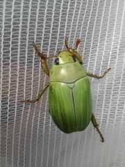 Pelidnota prasina