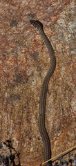 Psammophis notostictus