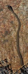 Psammophis notostictus
