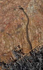 Psammophis notostictus