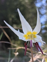 Erythronium citrinum