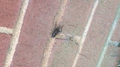 Gryllus