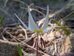 Erythronium citrinum