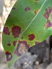 Diaporthe kalmiae