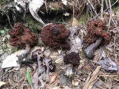 Gyromitra