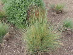 Festuca roemeri roemeri
